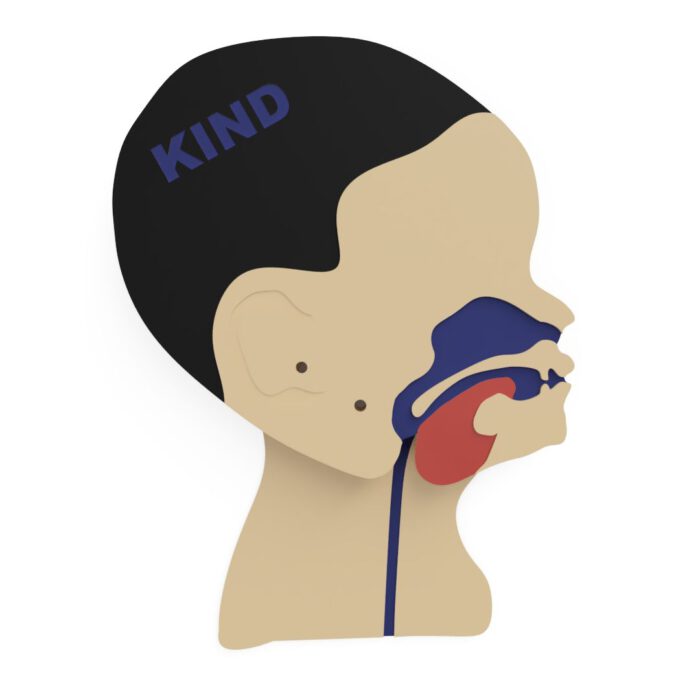 Kopfschnittmodell Kind – Bild 12