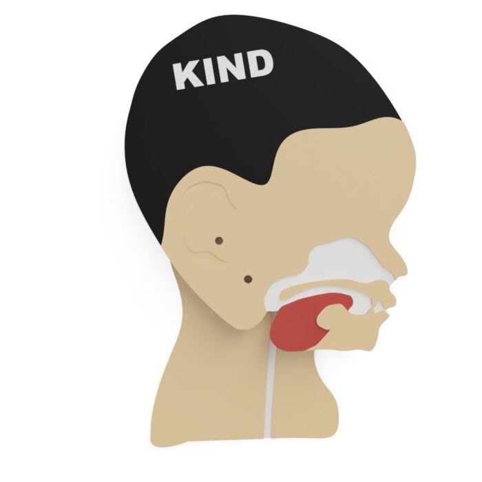 Kopfschnittmodell Kind – Bild 11