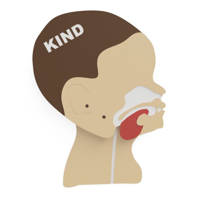 Kopfschnittmodell Kind – Bild 10