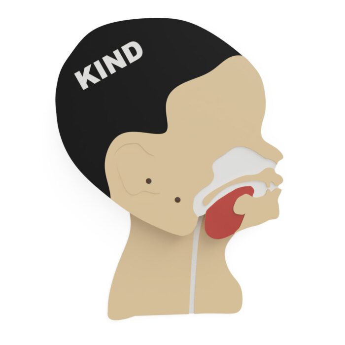 Kopfschnittmodell Kind – Bild 9