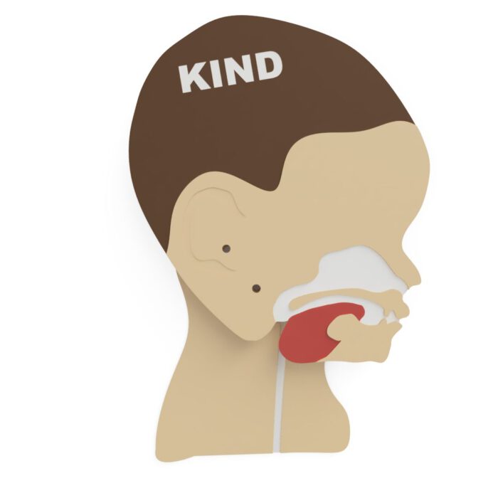 Kopfschnittmodell Kind – Bild 7